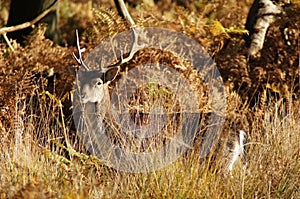 MAMMALS - Fallow Deer