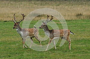 MAMMALS - Fallow Deer