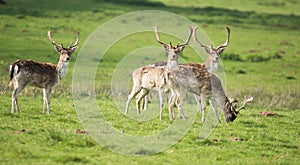 Fallow Deer, Dama dama