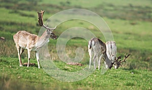 Fallow Deer, Dama dama
