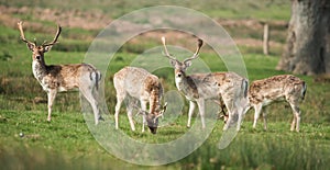 Fallow Deer, Dama dama