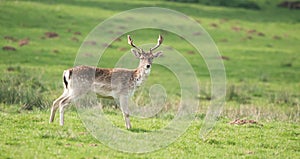 Fallow Deer, Dama dama