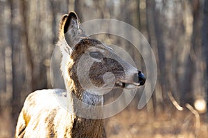 Mammals Female White Tailed Deer Forest Animals