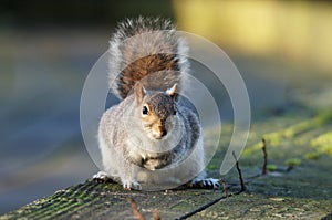 MAMMALS - Gray Squirrel