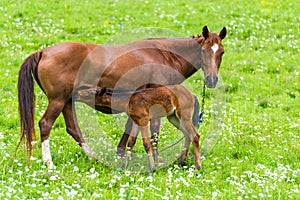 mammals - a horse feeds a little foal with milk on a green juicy