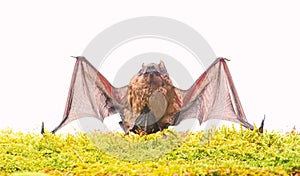 Mammals naturally capable of true and sustained flight. Bat emit ultrasonic sound to produce echo. Bat detector. Dummy
