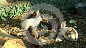 Mammals- rabbit, family of lagomorphs