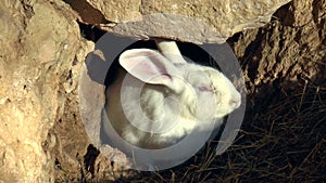 Mammals- rabbit, family of lagomorphs