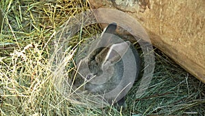 Mammals- rabbit, family of lagomorphs