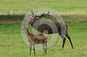 MAMMALS - Red Deer