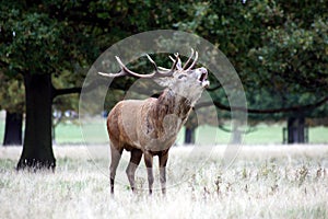 MAMMALS - Red Deer