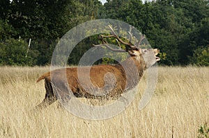 MAMMALS - Red Deer