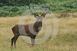 MAMMALS - Red Deer