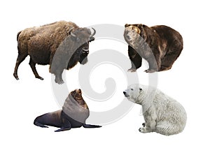 Mammals of Russia on a white background