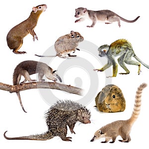 Mammals of South America on white