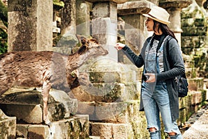 Mammals standing between stone lanterns