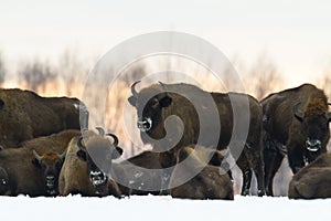 Mammals - wild nature European bison  Bison bonasus  Wisent herd standing on the meadow