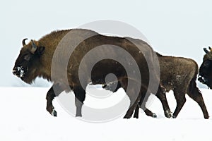 Mammals - wild nature European bison  Bison bonasus  Wisent herd standing on the meadow