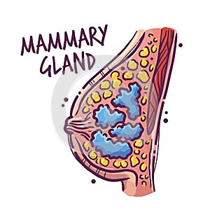 Mammary gland. Humans and animals internal organs. Medical theme for posters, leaflets, books, stickers. Human organ