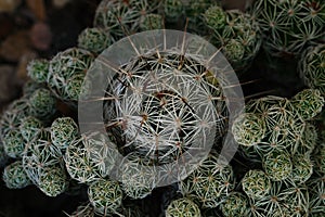 Mammilaria gracilis (slender), cactus family, Argentina