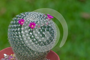 Mammilla cactus with fresh pink flower