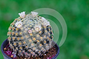 Mammilla cactus in pot photo