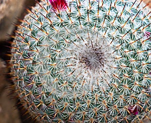 Mammillarai cactus with flowers