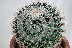 Mammillaria albilanata is a species of plant in the family Cactaceae. It is endemic to Mexico. Its natural habitat is hot deserts