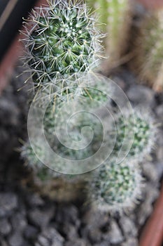 Mammillaria backebergiana 0587