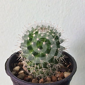 Mammillaria backebergiana, Cactus on pot, Succulent, Cacti, Cactaceae, Tree, Drought tolerant plant.