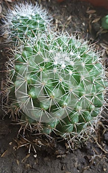 Mammillaria Beckerbegiana