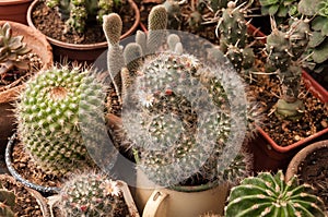 Mammillaria bocasana Blooming with other cacti.