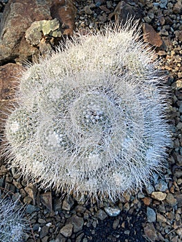 Mammillaria Bocasana cactus in a dry garden