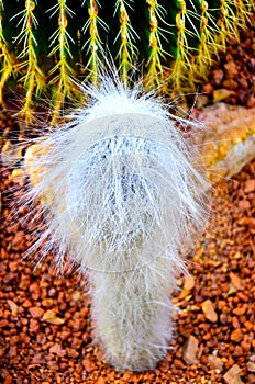 Mammillaria bocasana is a species of cactus in the subfamily Cactoideae