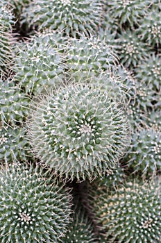 Mammillaria cactus photo