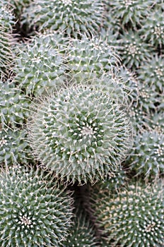 Mammillaria cactus