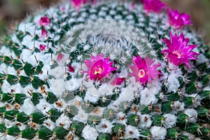 Mammillaria cactus blooming with pink flowers, botanical garden in Odessa