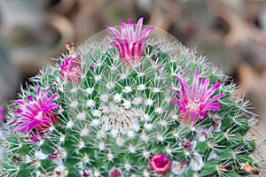 Mammillaria cactus blooming with pink flowers, botanical garden in Odessa