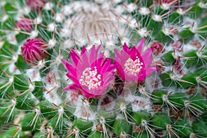 Mammillaria cactus blooming with pink flowers, botanical garden in Odessa