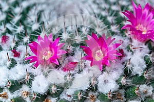 Mammillaria cactus blooming with pink flowers, botanical garden in Odessa