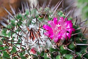 Mammillaria cactus blooming with pink flowers, botanical garden in Odessa