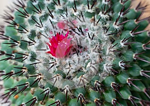 Mammillaria cactus blooming with pink flowers, botanical garden in Odessa