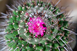 Mammillaria cactus blooming with pink flowers, botanical garden in Odessa