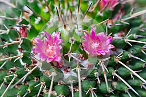 Mammillaria cactus blooming with pink flowers, botanical garden in Odessa