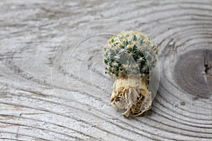 Mammillaria cactus expose root on wooden table