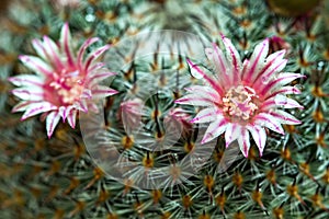 Mammillaria cactus flower with dew