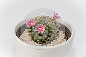 Mammillaria cactus flowers with pink blossom in clay pot on white blurred background. Selective focus