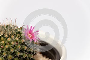 Mammillaria cactus flowers with pink blossom in clay pot on white blurred background. Selective focus