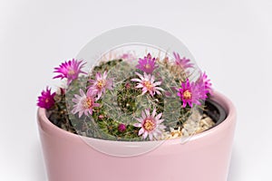 Mammillaria cactus flowers with pink blossom in pink clay pot on white blurred background. Selective focus