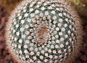 Mammillaria cactus macro